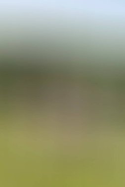 Soyut modern duvar kağıdı, kopyalama alanı olan yaratıcı arkaplan  