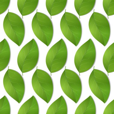 Yeşil sorunsuz yaprakları