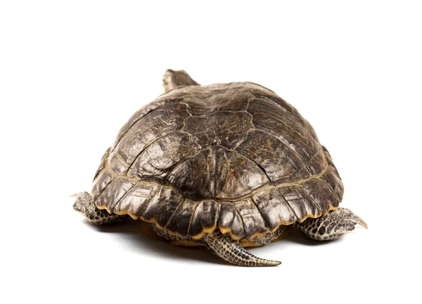 Turtle — Stock Photo, Image