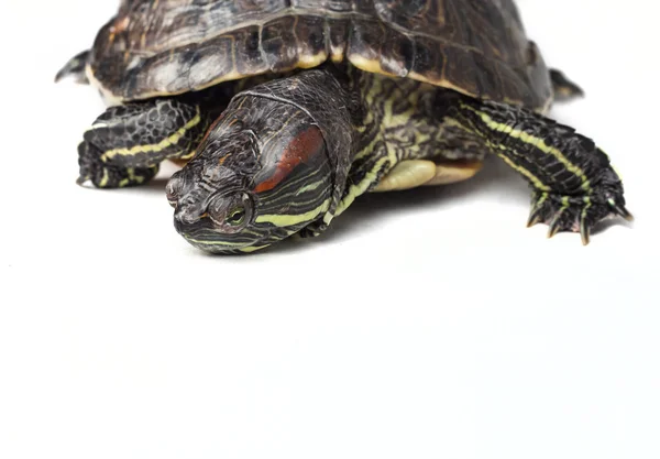 Turtle — Stock Photo, Image