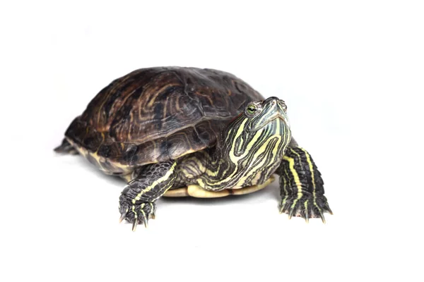 Tortuga — Foto de Stock