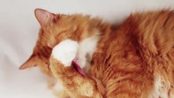 Röd katt赤い猫 — Stockvideo