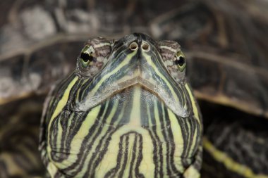 Kırmızı kulaklı kaymak