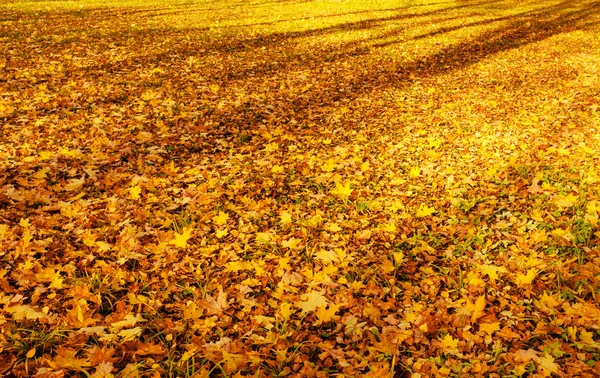 Follaje amarillo —  Fotos de Stock