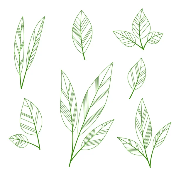 Stylized leaves — Stock Vector