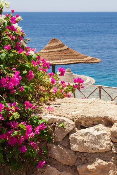 Sea, bougainvillea and beach umbrella — Stock Photo, Image