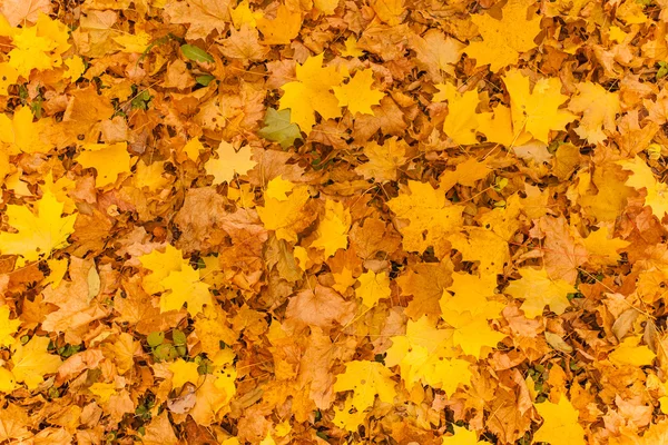 Желтая листва — стоковое фото