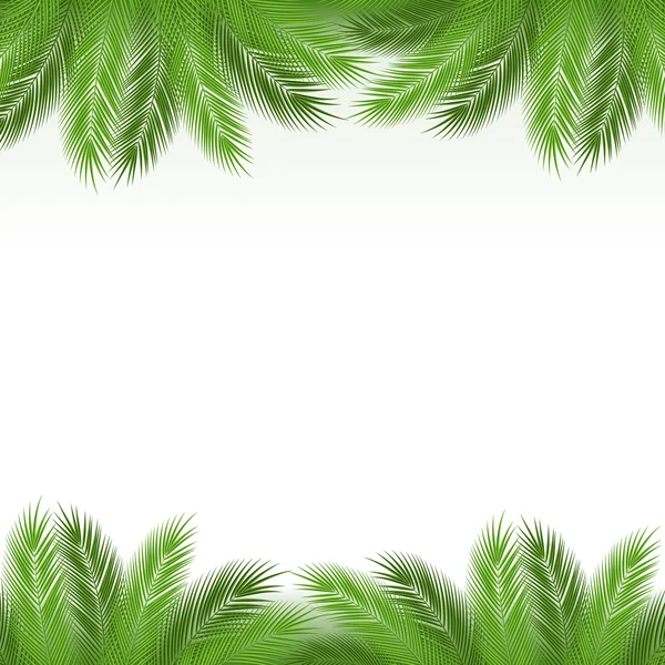 Leaves of palm — Stock Vector