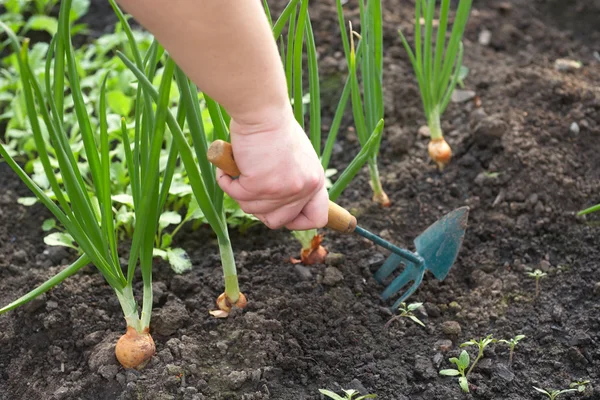 Der Mann im Garten — Stockfoto