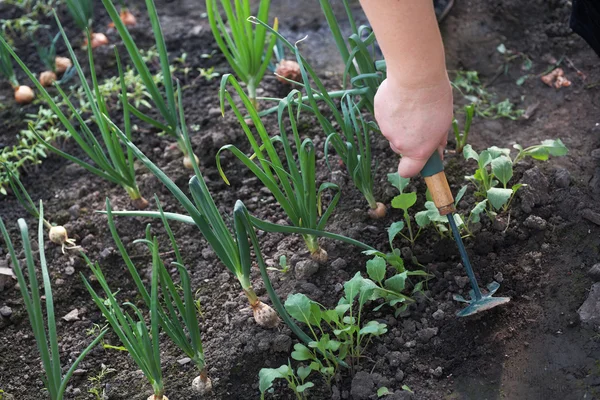 Der Mann im Garten — Stockfoto