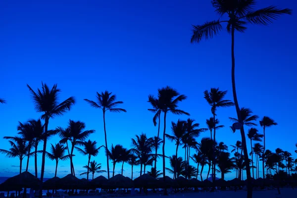 Palms on the beach — Stock Photo, Image