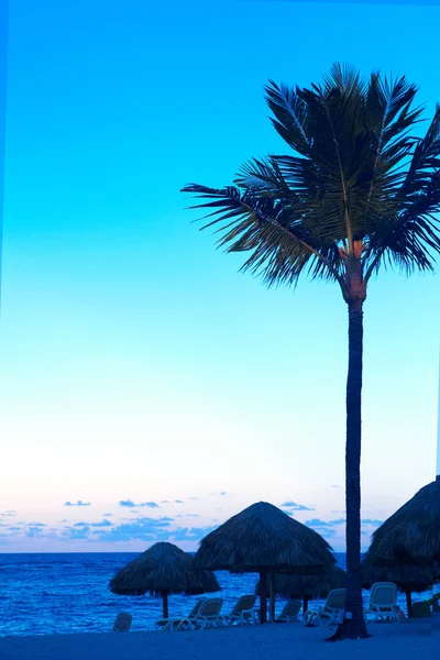 Palms on the beach — Stock Photo, Image