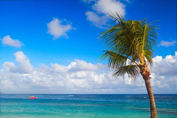 Palmen op het strand — Stockfoto