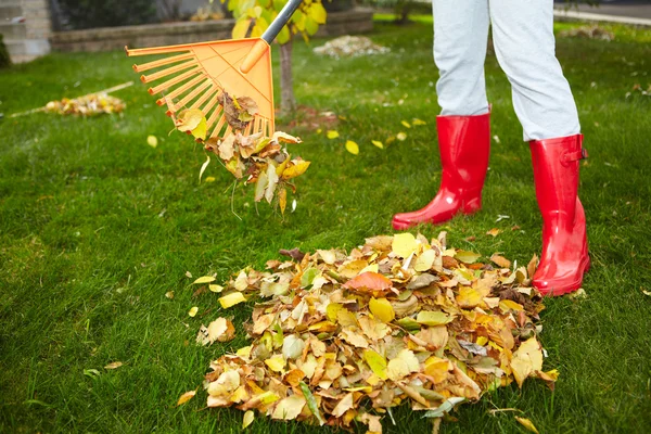 Fall leaves with rake — Stock Photo, Image
