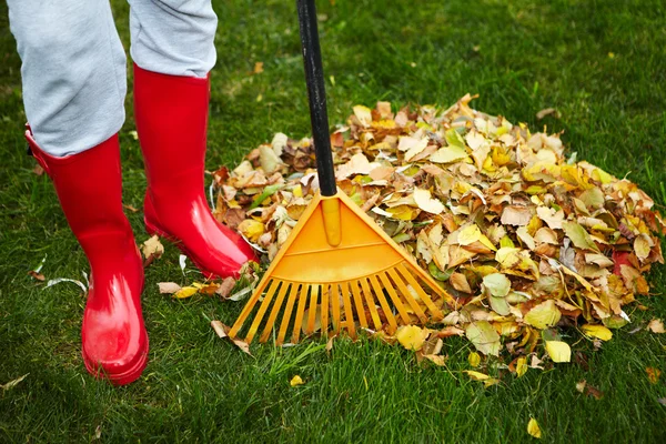 Fall leaves with rake — Stock Photo, Image