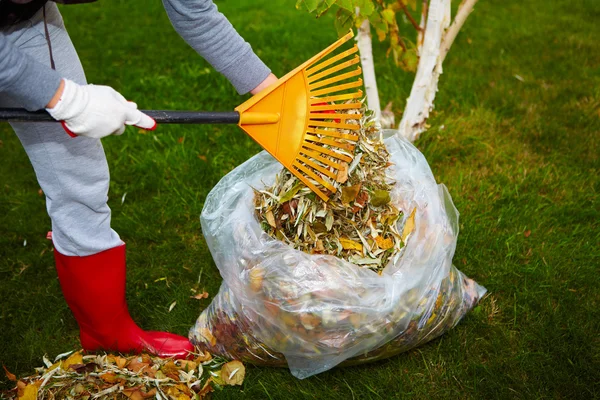 Fall leaves with rake — Stock Photo, Image