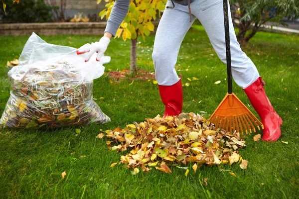 Fall leaves with rake — Stock Photo, Image