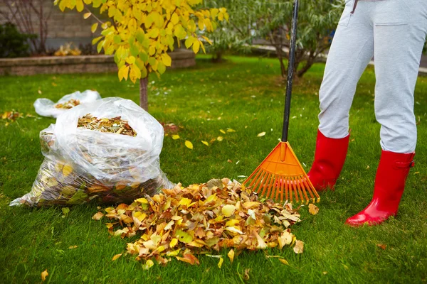 Fall leaves with rake — Stock Photo, Image
