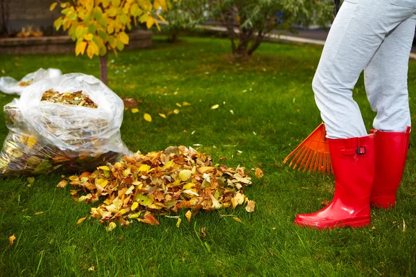 Fall leaves with rake — Stock Photo, Image