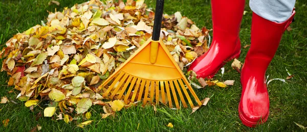 Fall leaves with rake — Stock Photo, Image