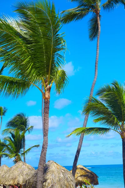 Tropikalne palmy. — Zdjęcie stockowe