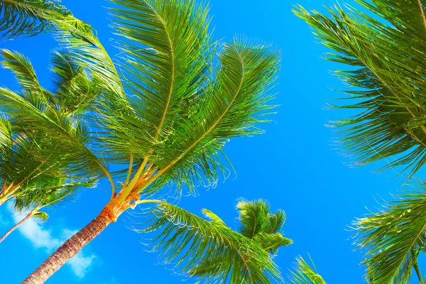 Tropical palm. — Stock Photo, Image