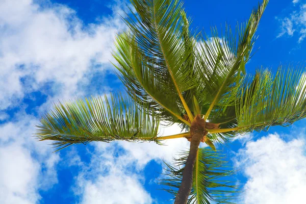 Tropical palm. — Stock Photo, Image