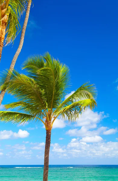 Тропические пальмы . — стоковое фото