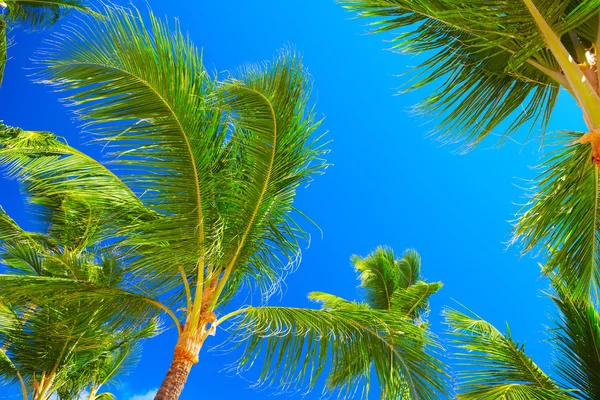 Тропические пальмы . — стоковое фото