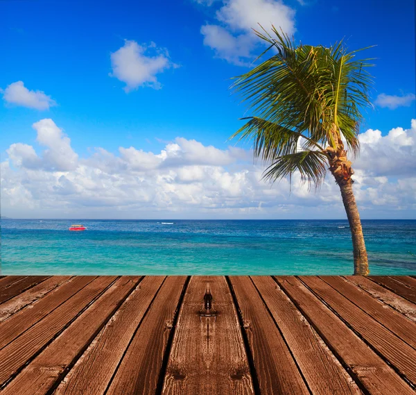 Palmy na plaży — Zdjęcie stockowe