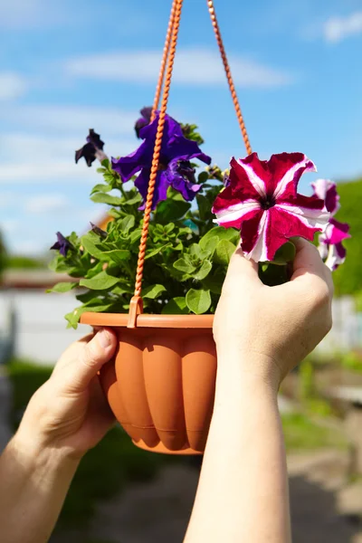 Flowers in a flowerpot and gardener — Stock Photo, Image