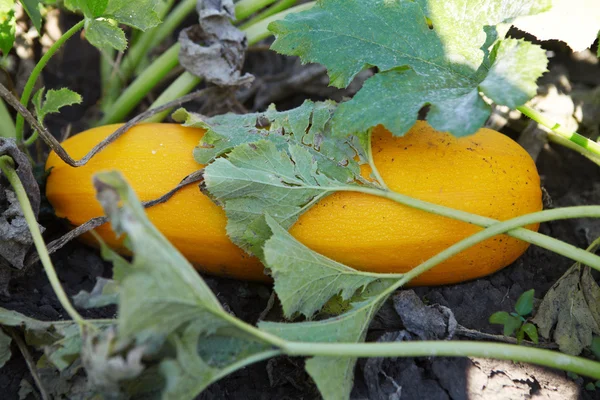 Gelbe Zucchini im Garten — Stockfoto