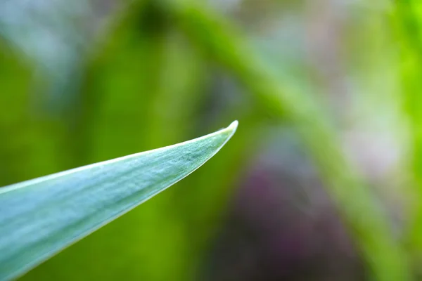 Samambaia de folhas. Verão — Fotografia de Stock