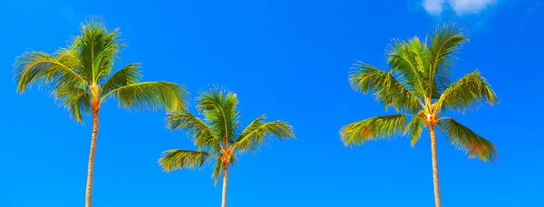 Tropical palm. Summer — Stock Photo, Image