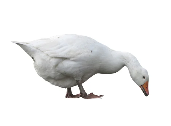 Witte binnenlandse gans geïsoleerd over Wit — Stockfoto