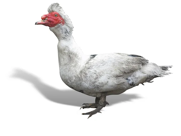 Chinese dumb duck isolated over white background — Stock Photo, Image