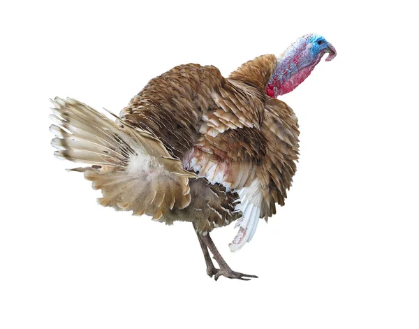 Brown turkey isolated on the white background — Stock Photo, Image