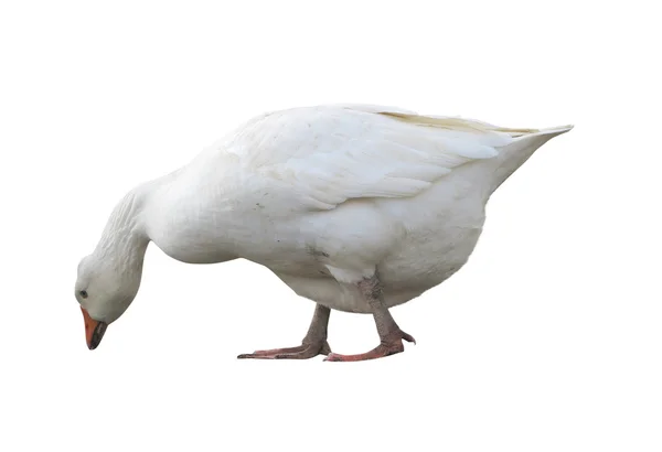 Witte binnenlandse gans geïsoleerd over Wit — Stockfoto