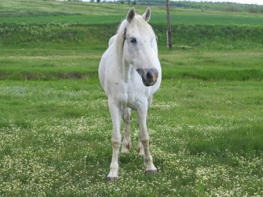 Yaz günü yeşil bir çayırda beyaz ata