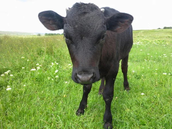 Mooie kalfje op de groene zonnige weide — Stockfoto