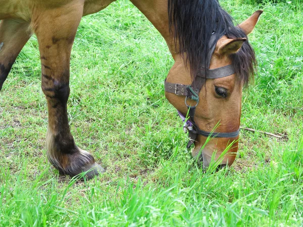 Cavalo marrom em um meadoq verde no dia de verão — Fotografia de Stock