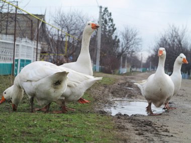 Köyde yürüyüş beyaz yerli kaz