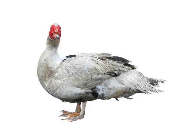 Chinesische dumme Ente isoliert über weißem Hintergrund — Stockfoto