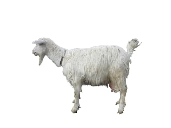 Молодая коза в профиль изолятор на белом фоне — стоковое фото