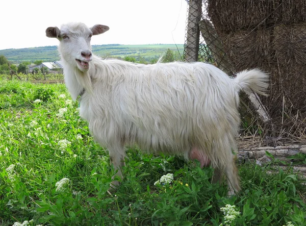 Witte geit op een groene weide grazen op zonnige dag — Stockfoto