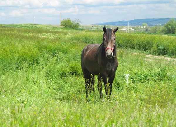 Fekete ló egy zöld réten, tavasz — Stock Fotó