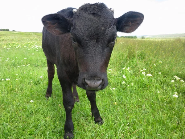 Mooie kalfje op de groene zonnige weide — Stockfoto