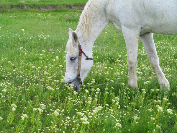 Άσπρο άλογο σε ένα πράσινο λιβάδι στη θερινή ημέρα — Φωτογραφία Αρχείου