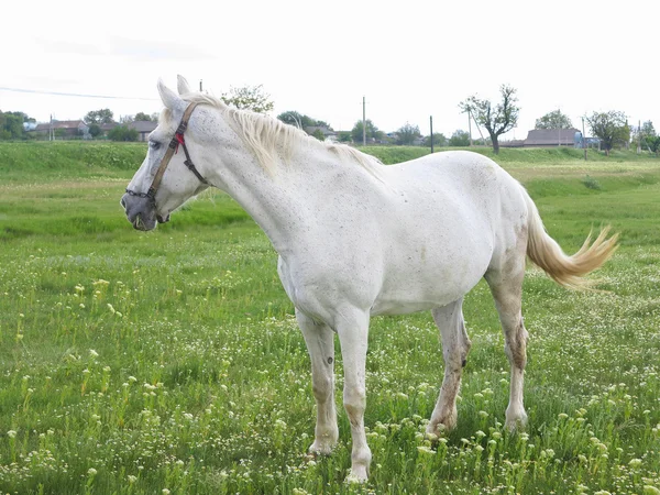 Biały koń na zielonej łące w letni dzień — Zdjęcie stockowe