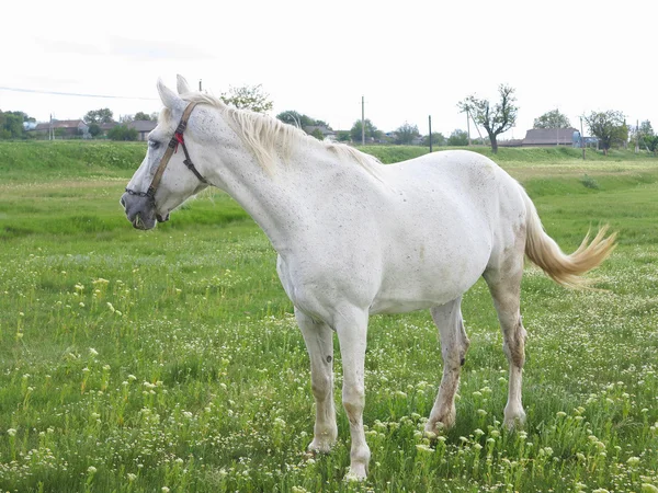 Caballo blanco en un prado verde en el día de verano — Foto de Stock